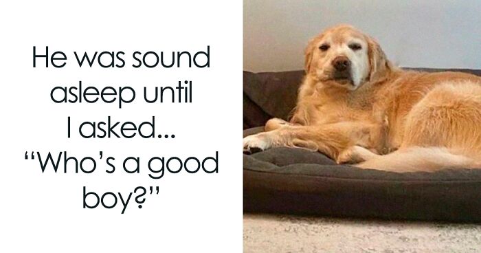 50 Times Dogs Were So Funny And Cute Owners Just Couldn’t Help But Share (New Pics)