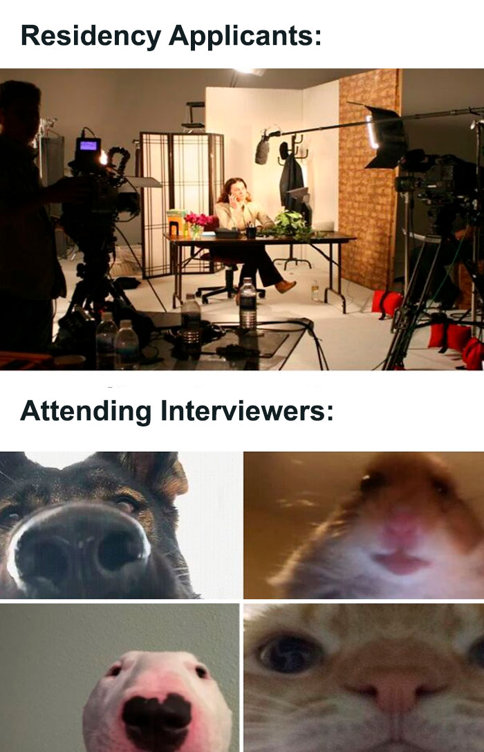 Residency applicants in a filmed interview contrasted with attending interviewers shown as close-up animal faces, medical school memes.