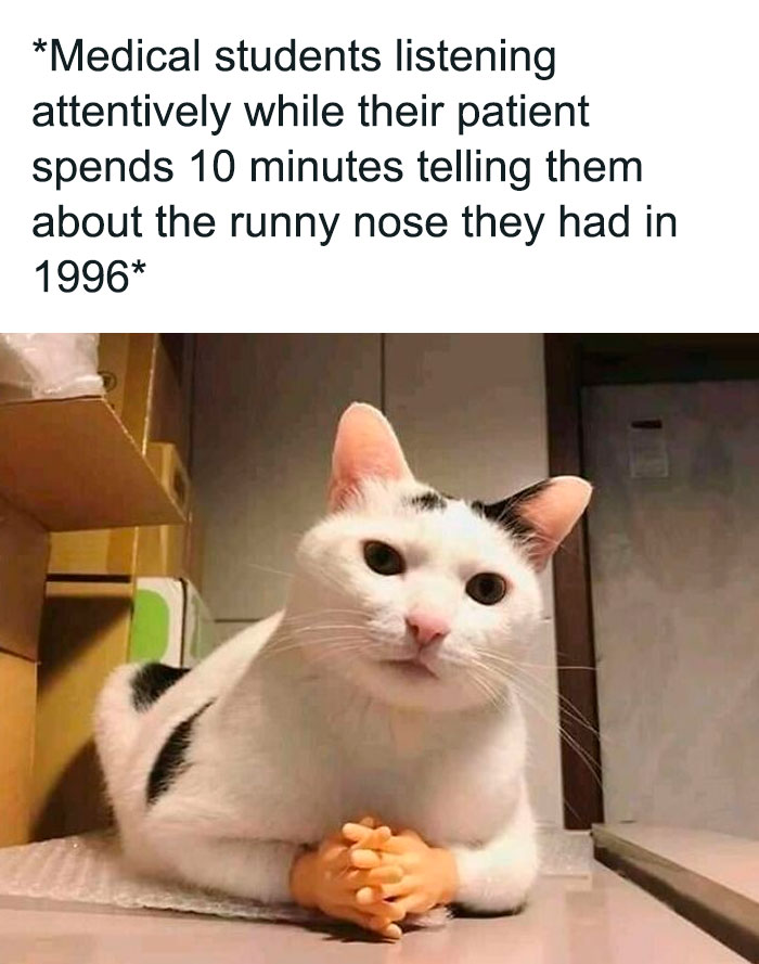 Cat with tiny human-like hands humorously illustrating medical school memes about future doctors' attentive listening struggles.