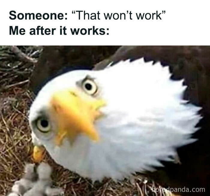 Eagle looking surprised and curious, humorously illustrating success after doubt in funny pics to scroll through.
