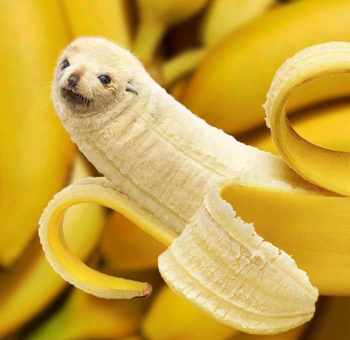 Hybrid image of a peeled banana with a seal's face, showcasing hilarious Photoshop skills in a creative and funny way.