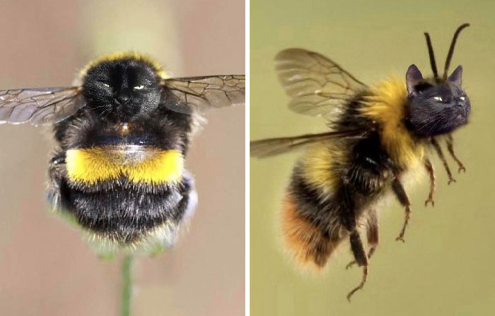 Two bees edited with cat faces, showcasing hilarious Photoshop skills and creative animal face swaps in digital art.