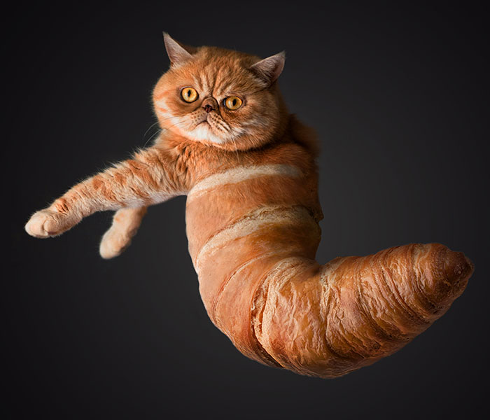Cat with the body of a croissant in a surreal image showcasing hilarious Photoshop skills and creativity.