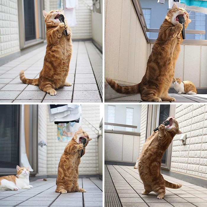 Orange tabby cat humorously holding a microphone in various singing poses, showcasing hilarious Photoshop skills creativity.
