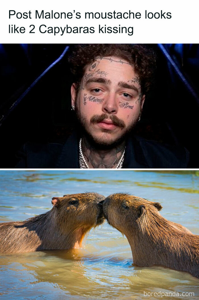 Post Malone’s moustache compared to two capybaras kissing, a silly relatable meme from a spicy meme Instagram page.
