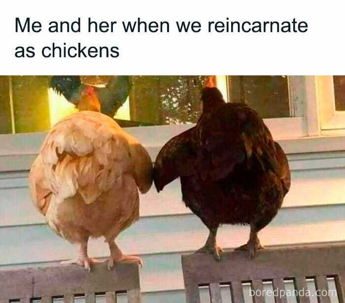 Two chickens standing side by side with caption about reincarnating, a silly relatable meme from a spicy memes collection.