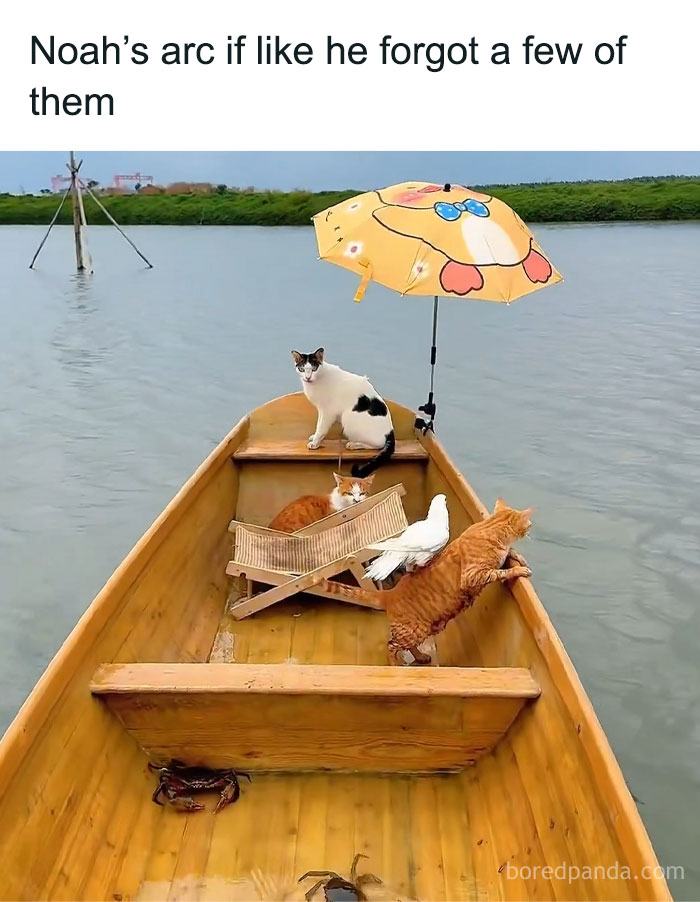Cats, a bird, and crabs on a wooden boat with an umbrella creating a chaotic meme scene on the water.