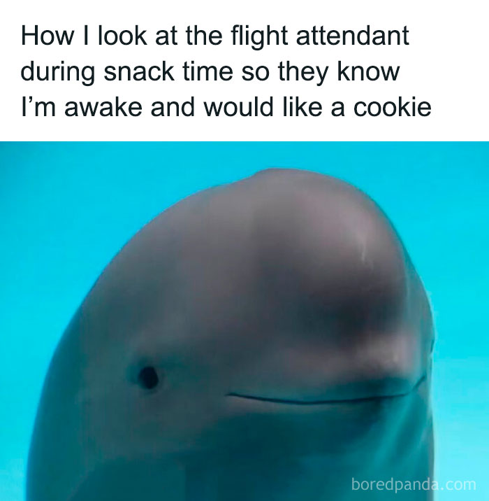 Close-up of a dolphin underwater with caption showing a chaotic meme about looking at a flight attendant for snacks.
