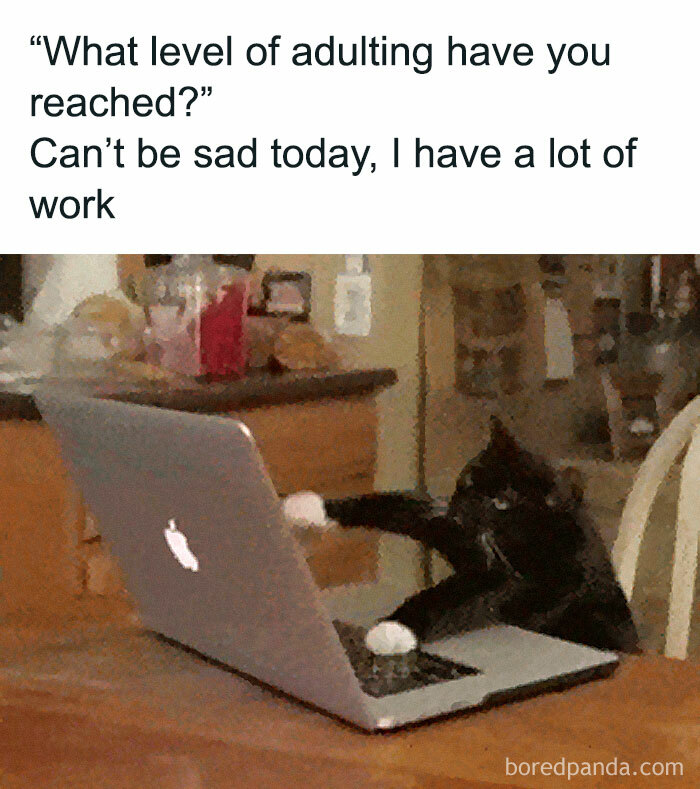 Black and white cat using a laptop with relatable memes about avoiding responsibilities like a pro.