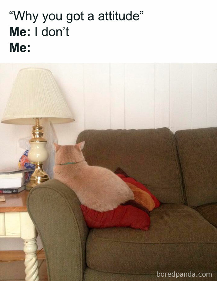 Cat sitting on a couch with a sassy attitude, relatable meme capturing avoiding responsibilities like a pro.