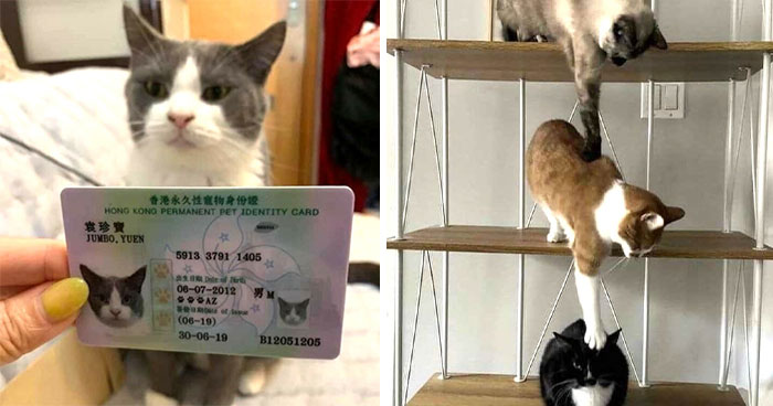 40 Times Cat Owners Captured The Most Adorkable Pics Of Their Pets