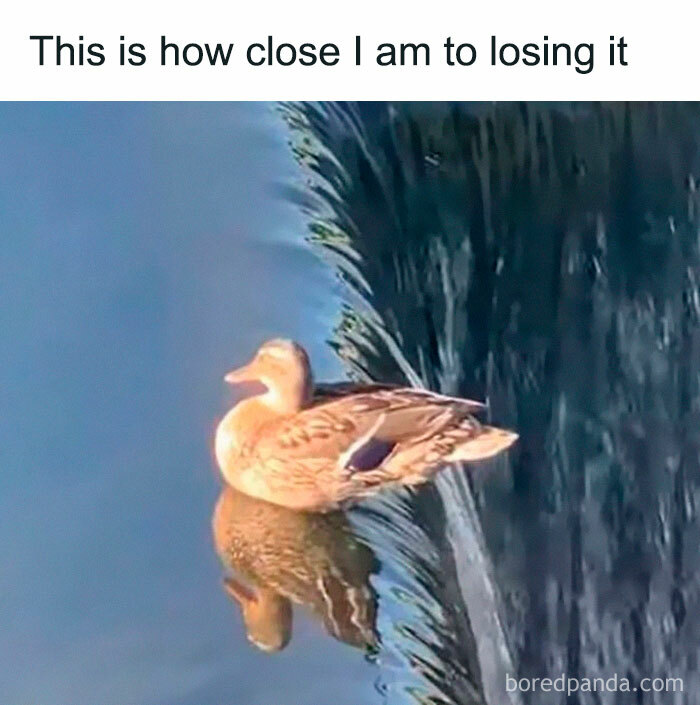 Duck perched on edge of flowing water, illustrating a moment of chaos in funny random memes about hilarious nonsense.