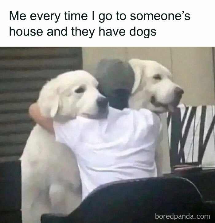 Person hugging two large dogs, capturing a funny and wholesome moment from random memes with hilarious nonsense.