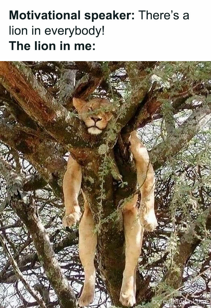 Lion blending in a tree trunk humorously illustrating hilarious nonsense in random memes about motivation and inner strength.