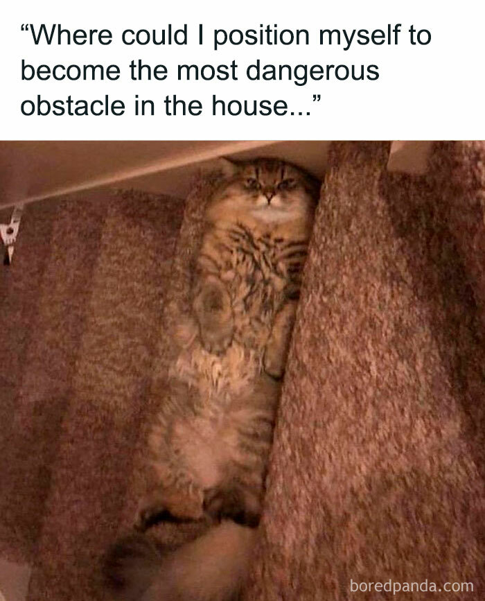 Cat lying awkwardly between carpeted stairs with caption about being the most dangerous obstacle in the house, random memes humor.