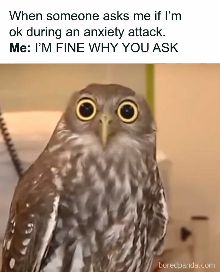 Owl with wide eyes illustrating anxiety and denial in a relatable meme from 83 random memes delivering hilarious nonsense.