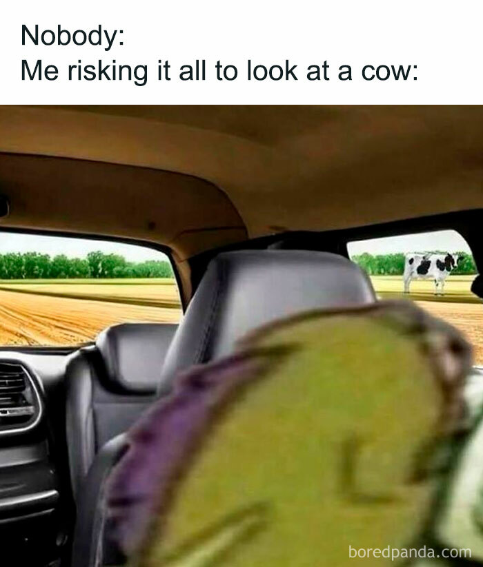 Blurred character in a car looking out at a cow in a field, part of random memes delivering hilarious nonsense humor.