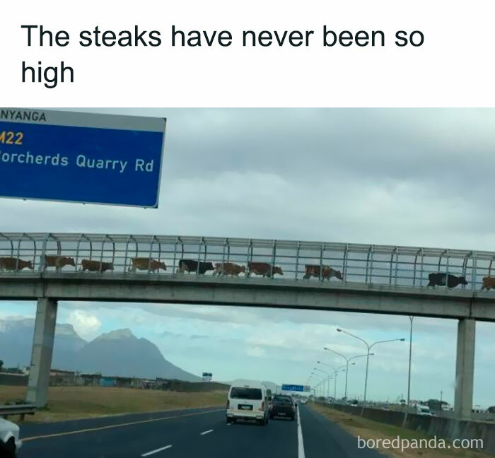 Cows walking on a high pedestrian bridge over a highway, illustrating a random meme with hilarious nonsense.