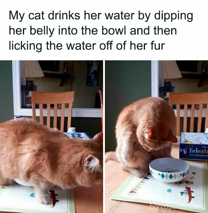 Orange cat drinking water by dipping belly into bowl and licking water off fur, a funny random meme capturing hilarious nonsense.