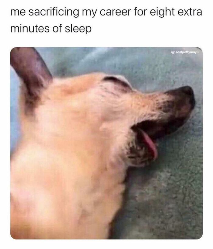 Sleeping dog with tongue out, caption about sacrificing career for eight extra minutes of sleep, funny random memes.