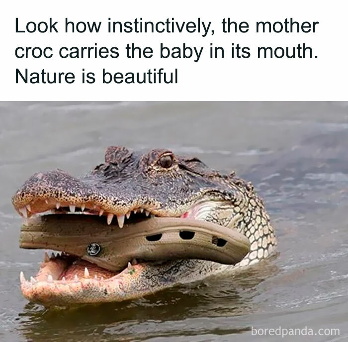 Crocodile carrying a shoe in its mouth, showcasing funny and random memes with a solid dose of hilarious nonsense.