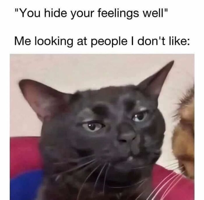 Black cat with a skeptical expression looking sideways, illustrating a hilarious random meme about hiding feelings and dislike.