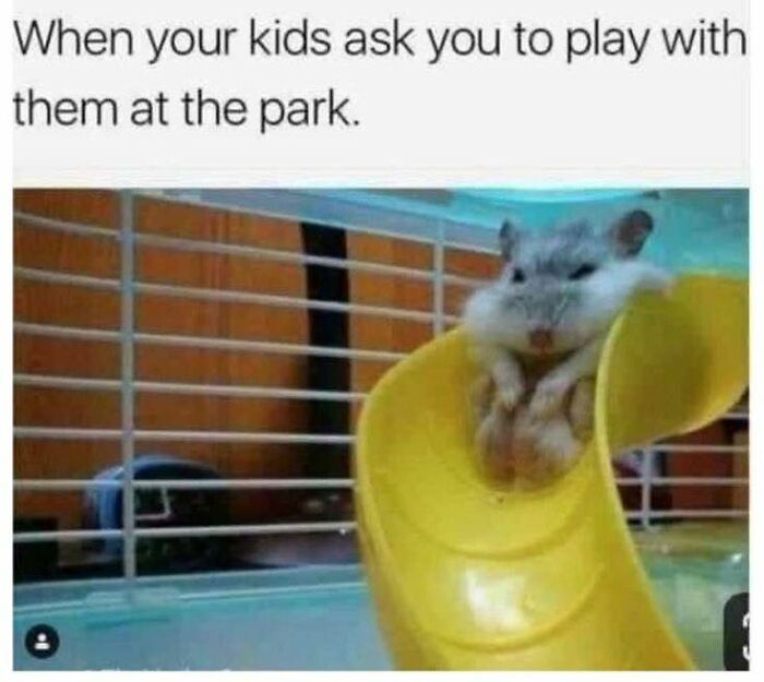 Hamster sitting on a yellow slide inside a cage, illustrating a funny moment in random memes delivering hilarious nonsense.