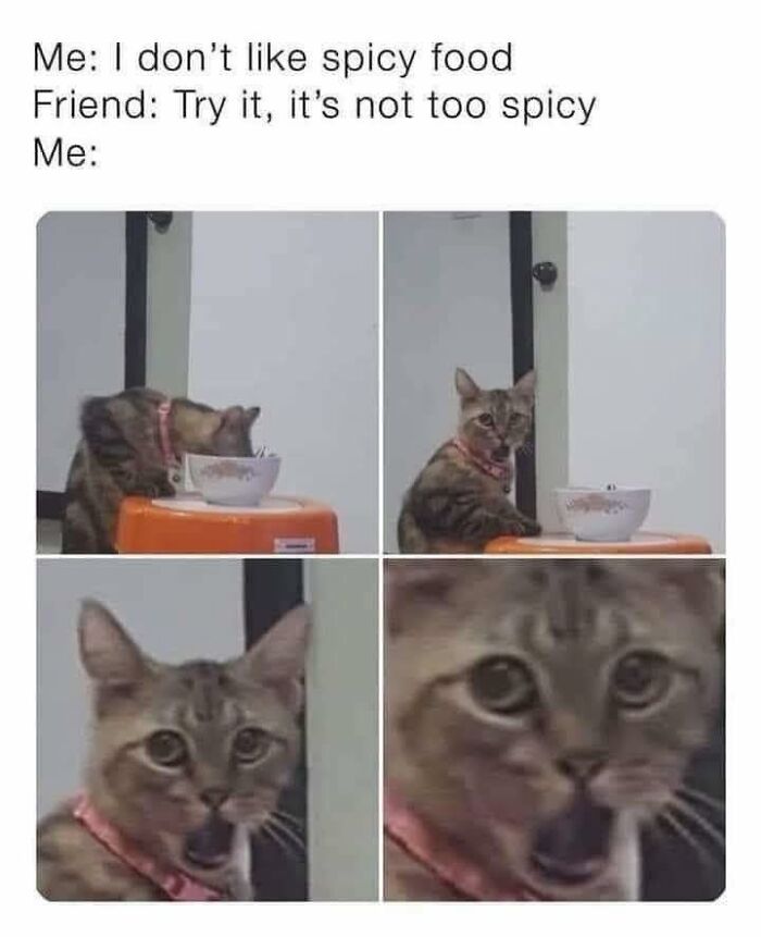 Cat reacting to spicy food in a funny four-panel meme, capturing the humor in random memes with hilarious nonsense.
