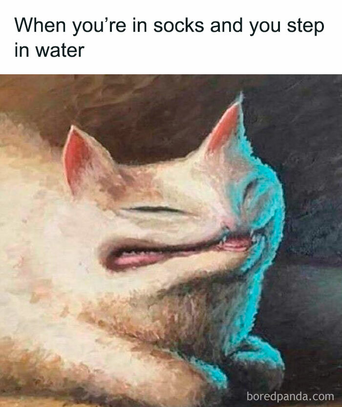 Distorted cat face meme illustrating the hilarious nonsense of stepping in water while wearing socks.