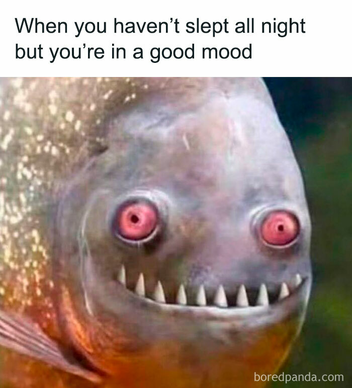 Close-up of a fish with red eyes and sharp teeth, representing a funny meme for hilarious nonsense content.