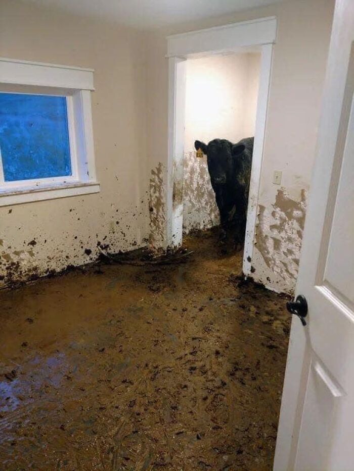 Mud-covered room inside a home with a cow standing in a dirty doorway, one of the worst real estate photos ever.