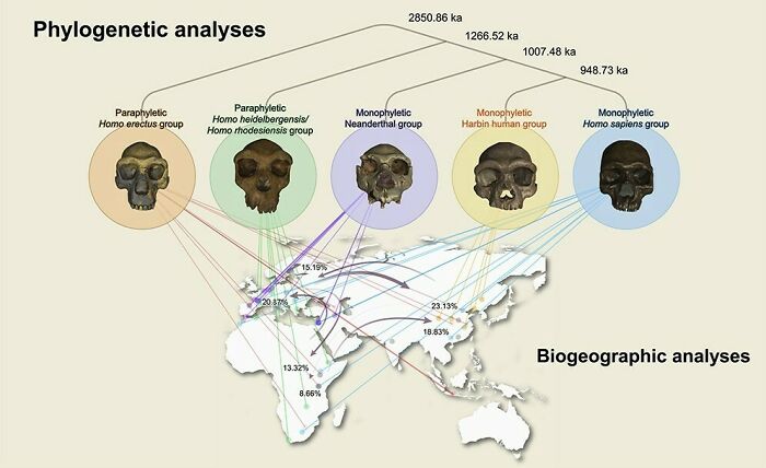 Phylogenetic and biogeographic analyses of ancient human skulls revealing archeological discoveries challenging school teachings.