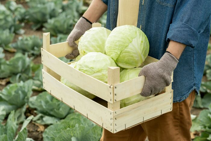 Person holding a wooden crate with fresh cabbages in a garden, illustrating wild cooking opinions on fresh ingredients.