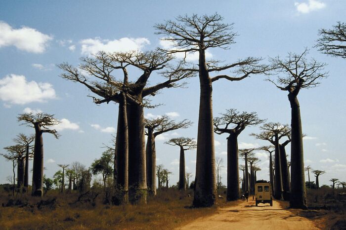 Baobab trees lining a dirt road in a magical landscape, showcasing must-see wonders of the world.