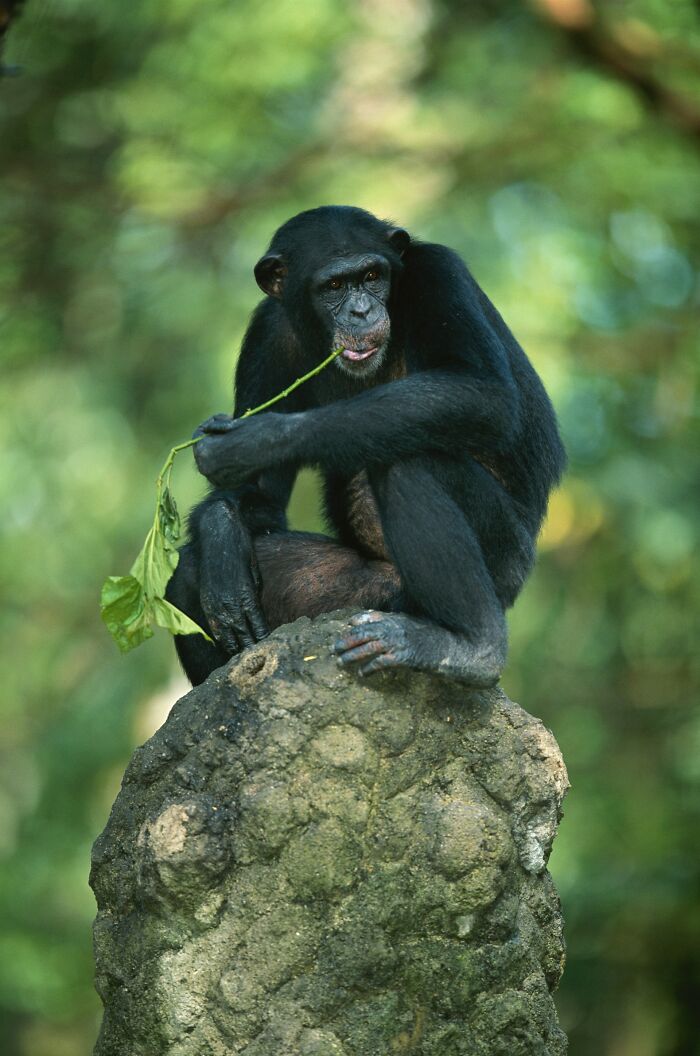Chimpanzee sitting on a mossy rock, holding a leafy stem, illustrating behavior linked to serotonin syndrome research.