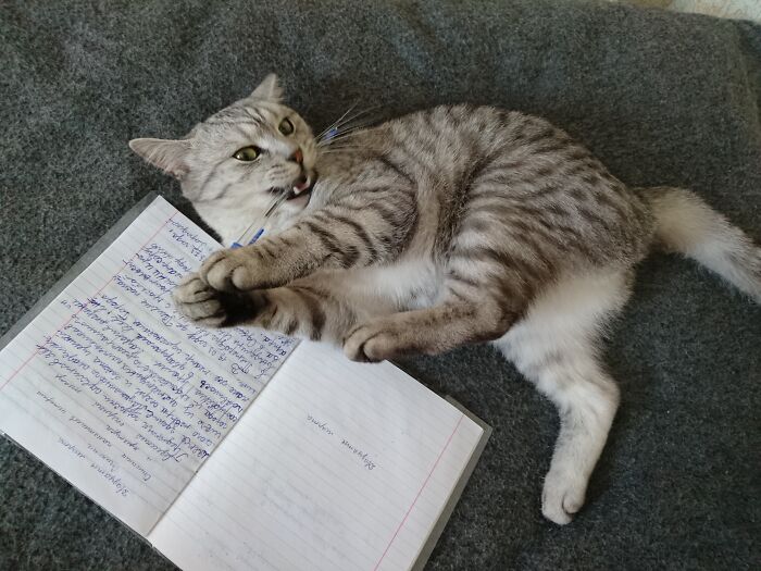 Gray tabby cat playfully biting pen while lying next to handwritten notes on a gray surface, illustrating small decision concept.