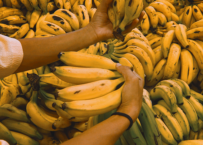 Hands holding bananas over a large pile of ripe bananas, illustrating historical events related to banana trade and agriculture.