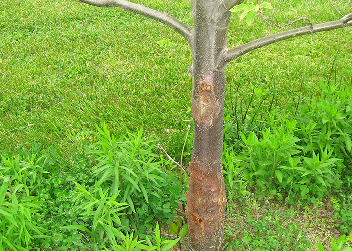 Young tree trunk with scarred bark surrounded by green grass and plants on a bright sunny day related to historical events.