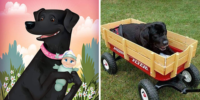 Black dog holding a doll in a colorful digital illustration next to a photo of the dog resting in a wooden wagon.