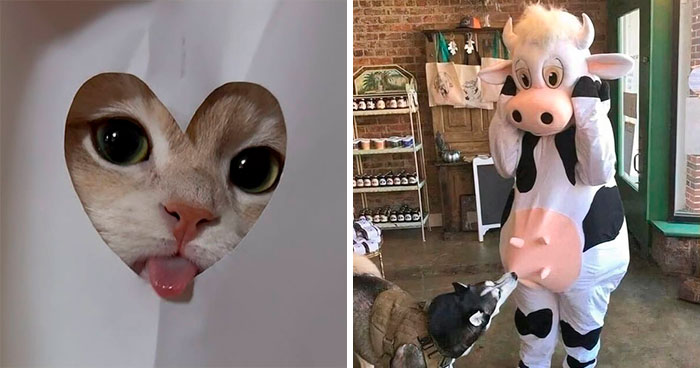 50 Animal Pics That Are Too Good Not To Share