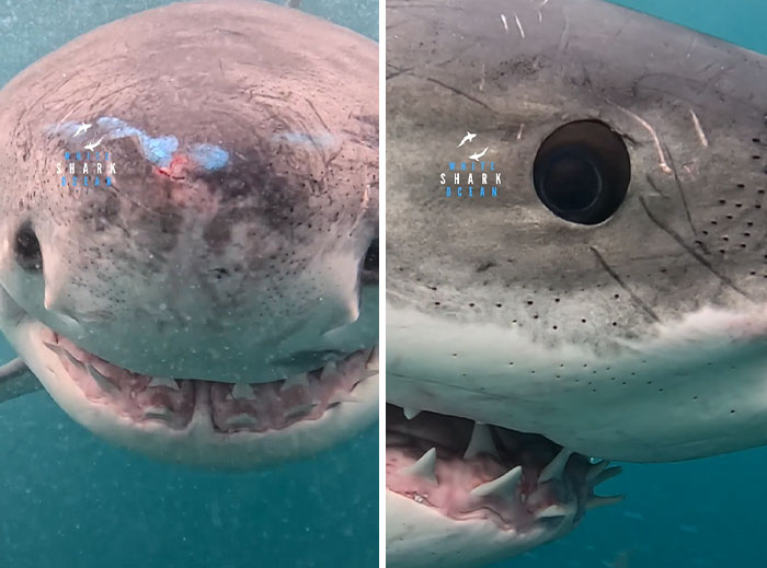 Close-up images of an incredible ocean creature showing detailed shark features underwater in clear blue water.
