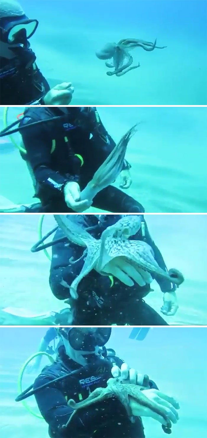 Diver underwater interacting with an octopus showcasing incredible ocean creatures in their natural habitat.