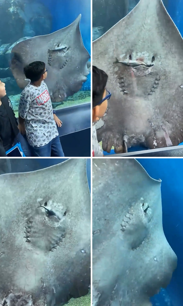 Children observing a large ocean creature up close in an aquarium, showcasing incredible ocean creatures pics underwater.