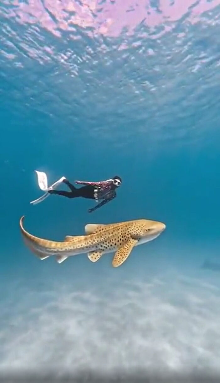Diver swimming underwater beside a large spotted shark, showcasing incredible ocean creatures in clear blue water.