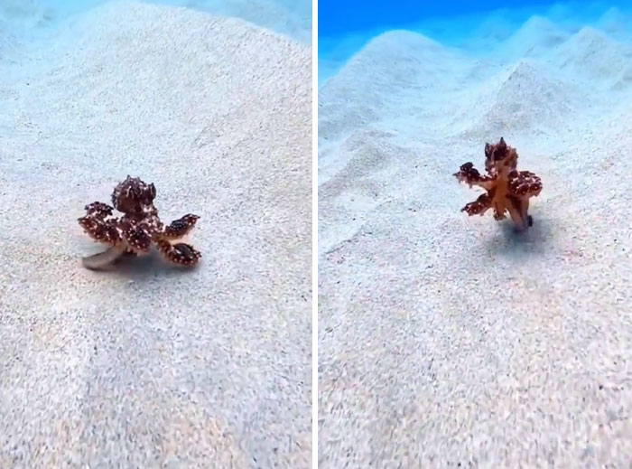 Small flamboyant octopus walking on sandy ocean floor with blue water in the background, showcasing incredible ocean creatures.