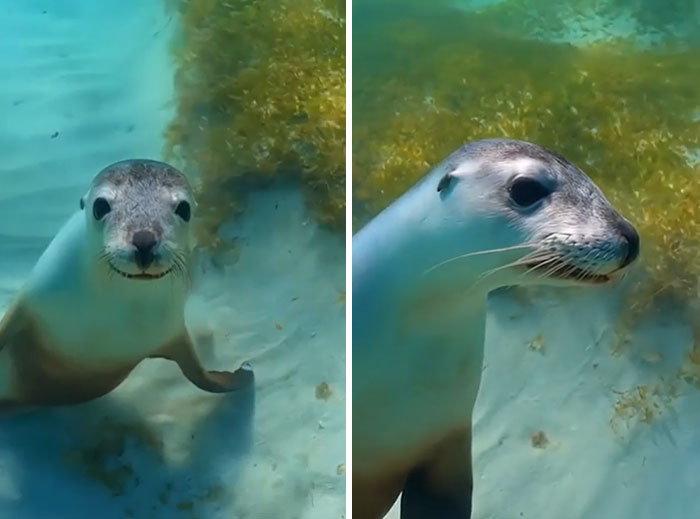 Underwater close-up of a curious seal swimming near ocean plants, showcasing incredible ocean creatures in their habitat.