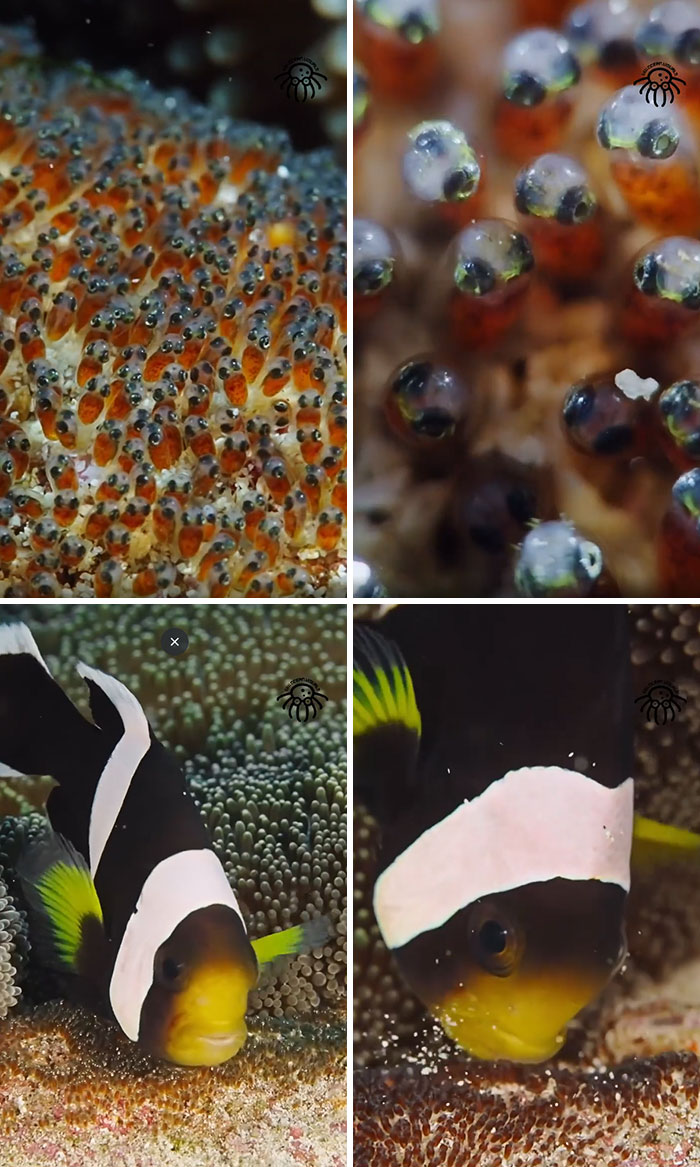 Close-up of ocean creatures including clownfish and fish eggs showcasing incredible ocean life details.