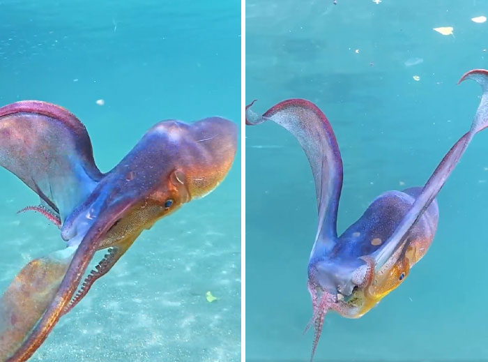 Colorful octopus underwater displaying unique movements, showcasing incredible ocean creatures in a clear blue marine environment.