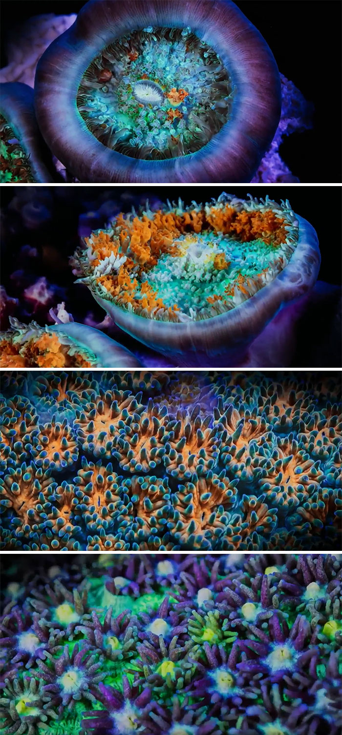 Close-up images of incredible oceans creatures showcasing vibrant colors and intricate coral and sea anemone textures.