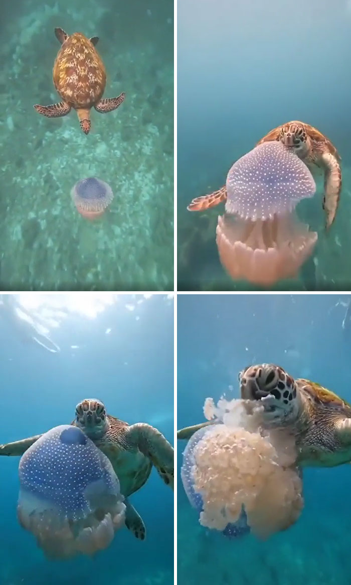 Sea turtle interacting with a jellyfish underwater showcasing incredible oceans creatures in their natural habitat.